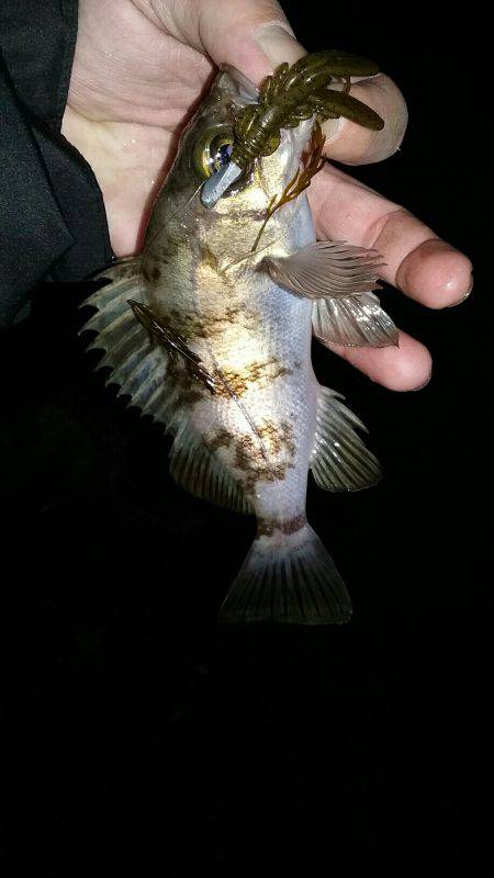 納得行く釣りできない