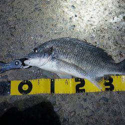 初チニングで40cmオーバー！！