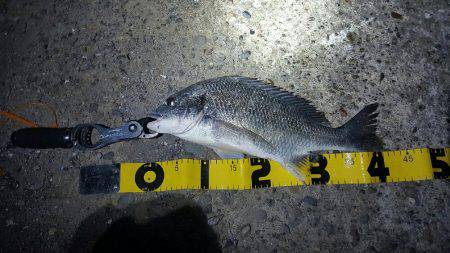 初チニングで40cmオーバー！！