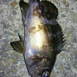 寝坊後メバリング