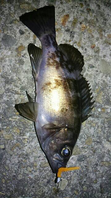 寝坊後メバリング