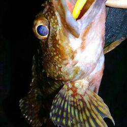 ド干潮メバリング