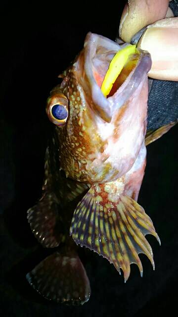 ド干潮メバリング