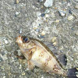 夕まづめメバリング