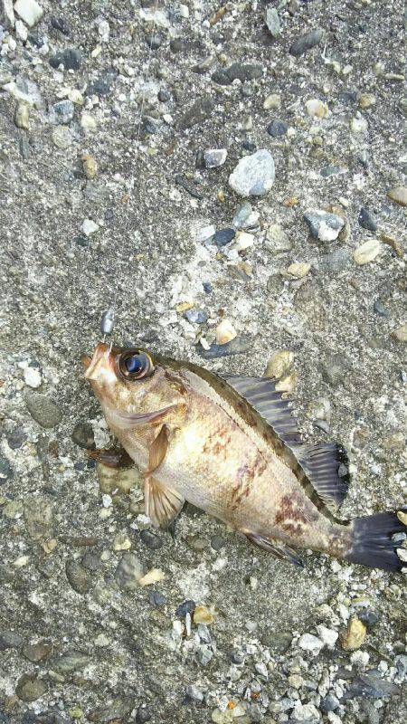 夕まづめメバリング