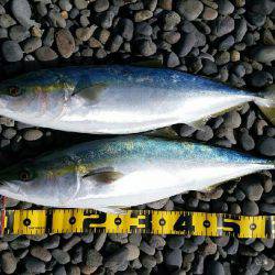 ショアジギング