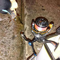 アジメバル調査