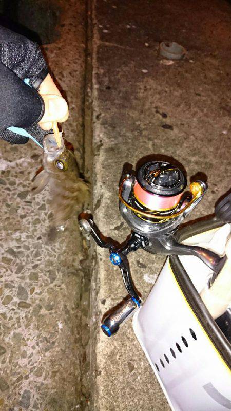 アジメバル調査