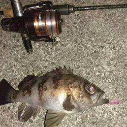 洲本港 メバリング