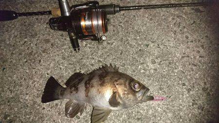 洲本港 メバリング