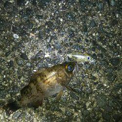 プラッキングメバル