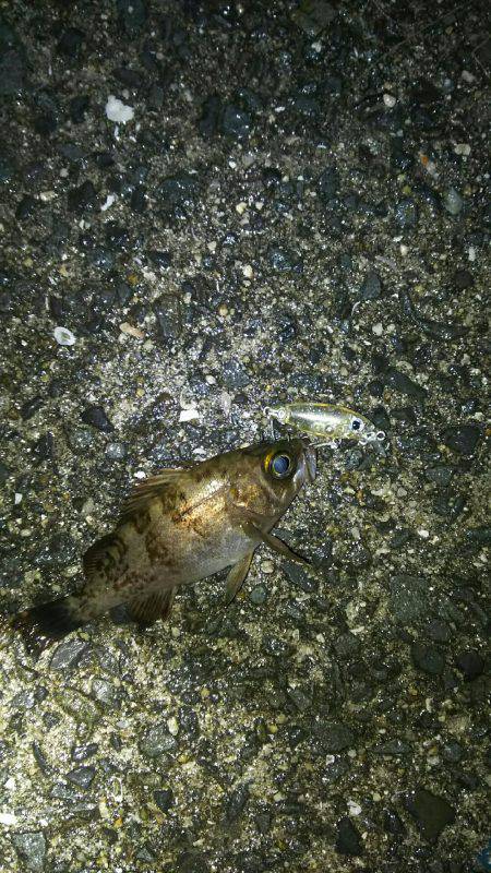 プラッキングメバル