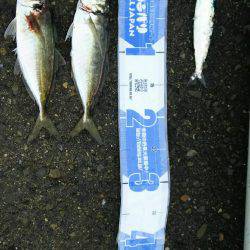 サビキ釣りにてアジ・サバ・イワシ