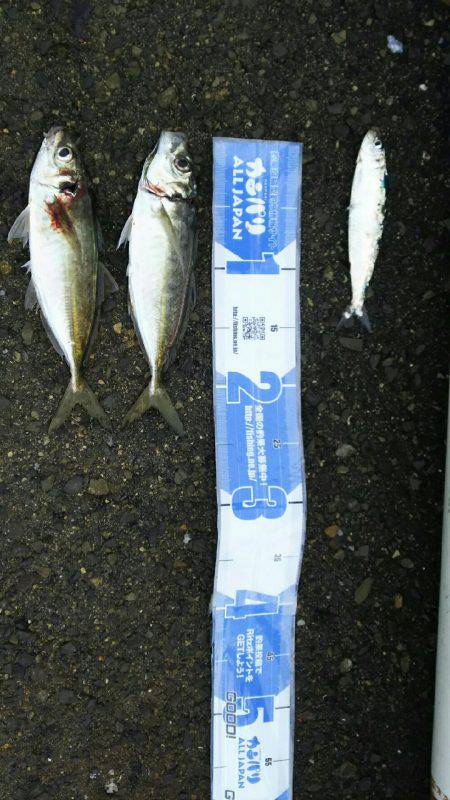 サビキ釣りにてアジ・サバ・イワシ