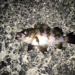 寒い夜でも釣果は激アツ