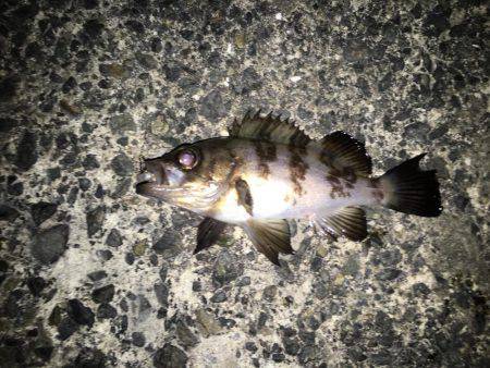 寒い夜でも釣果は激アツ