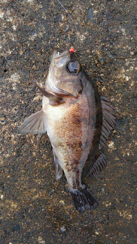 ミップル様周辺にて(笑)。