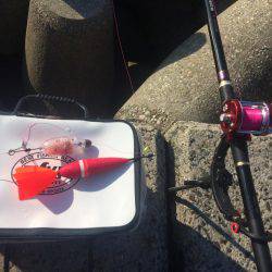 タルイチでコブトリ