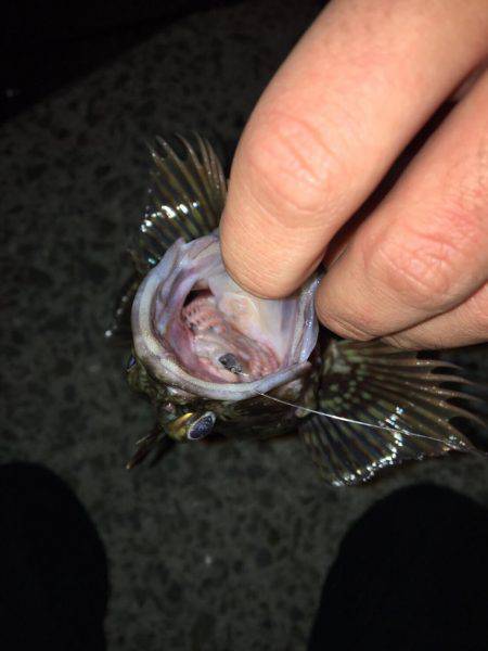 もちもちくんやったよ