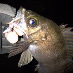 癒されロック♩