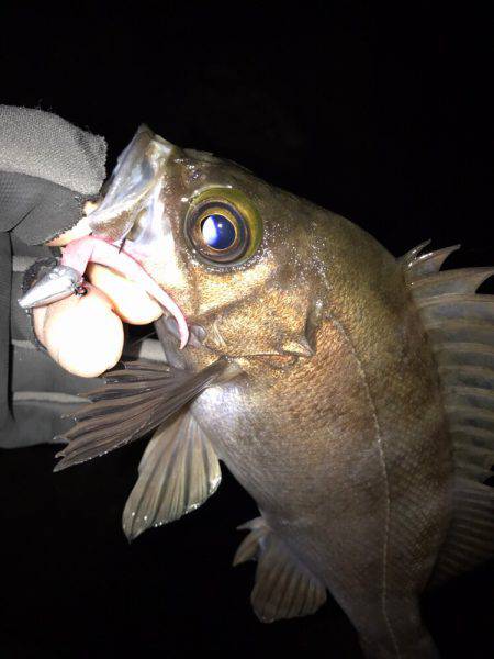 癒されロック♩