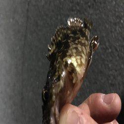 ミニサイズのガシラのみ。。