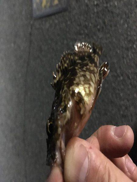 ミニサイズのガシラのみ。。