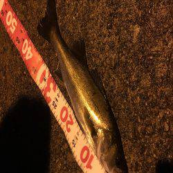 北公園でシーバス