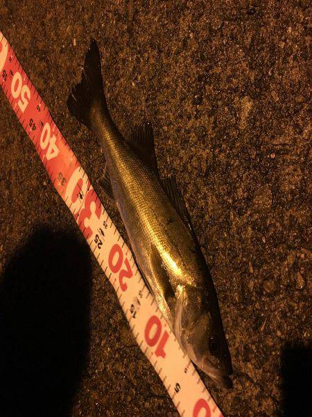 北公園でシーバス