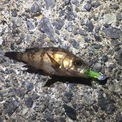 爆風メバリング！