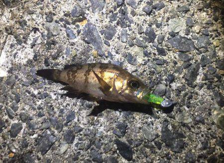 爆風メバリング！