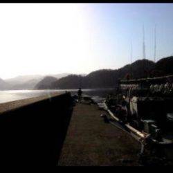 やりいかエギング