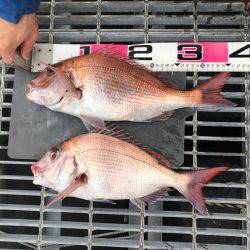 鯛サビキ  小豆島  Fisherman Dreams　DI