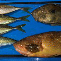 五目&ヤリイカのリレー便