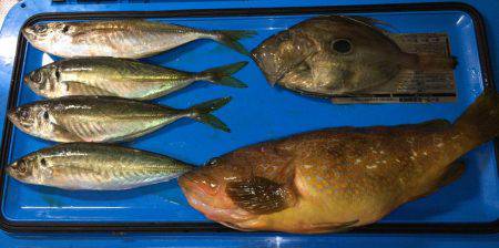 五目&ヤリイカのリレー便