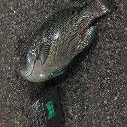 またまたミノーでグレ！