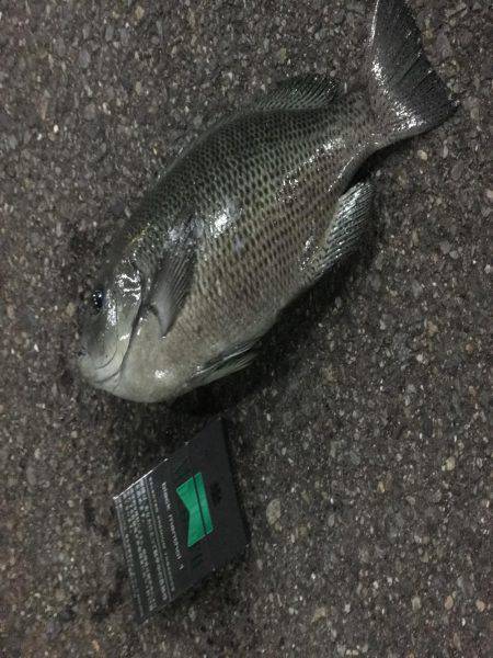 またまたミノーでグレ！