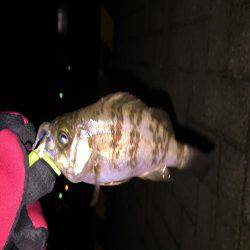 雪の日は釣れると聞きましたが…メバリング