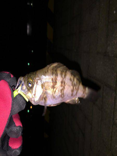 雪の日は釣れると聞きましたが…メバリング