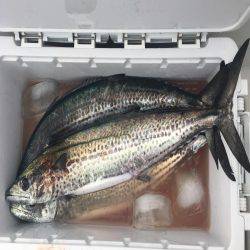 短時間釣行 サワラ