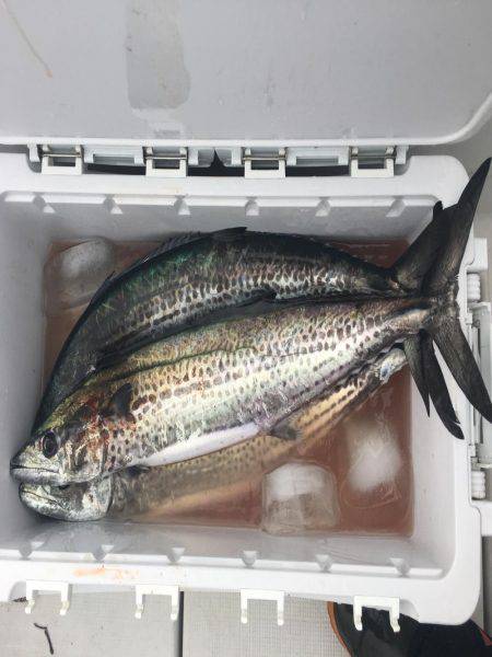 短時間釣行 サワラ