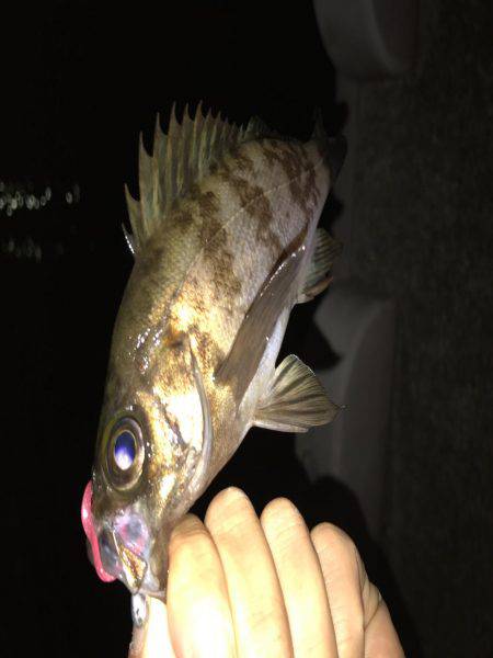 メバリングはじめて３回目の釣行