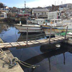 ロックフィッシュ