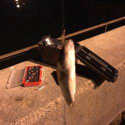 霞埠頭でシーバス