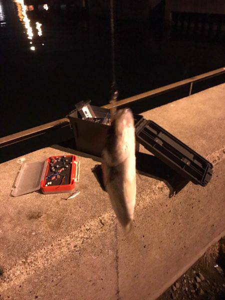 霞埠頭でシーバス