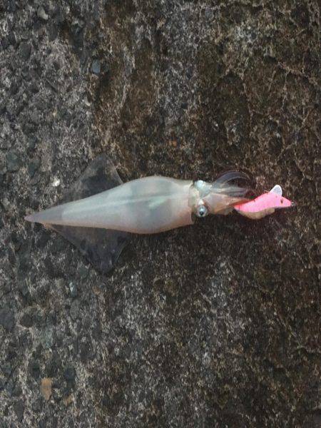 ヤリイカエギング