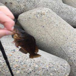 なんとかアイナメ2匹