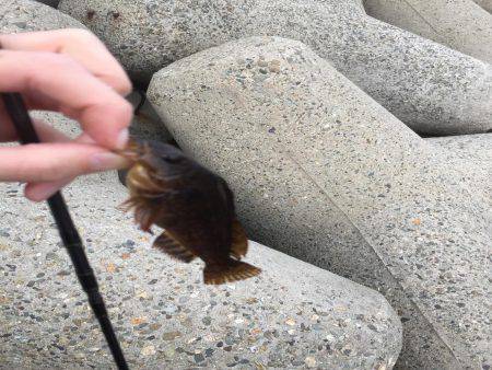 なんとかアイナメ2匹