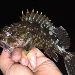 久しぶりのガッシー