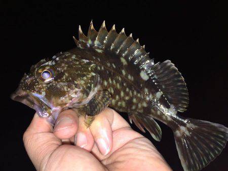 久しぶりのガッシー